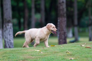 Fototapeta premium Golden Retriever puppies on the grass