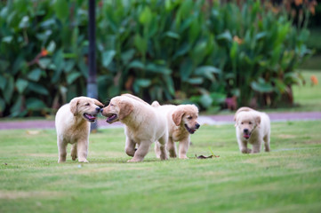 Fototapeta premium Cute Golden Retriever puppy