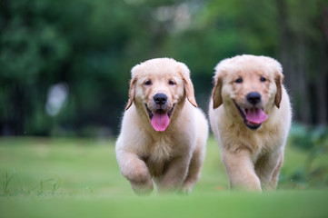 Golden Retriever puppies on the grass