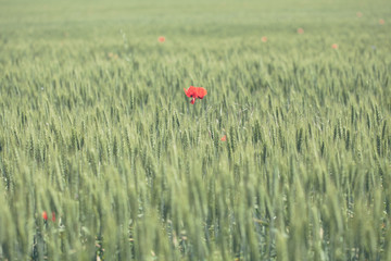 ed poppy flower in green wheat field. Wheat spikes and beautiful blossoming poppie. A lone red poppy in a field of green wheat