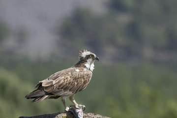 osprey