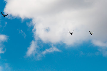 Birds silhouette in the blue sky