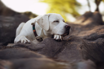 junger schöner labrador retriever hund welpe beim wandern im wald während einer sonnigen pause am...
