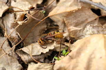 Close-up of dead wasp in fallen leaves