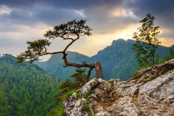 Sokolica peak in Pieniny Mountains with a famous pine at the top, Poland