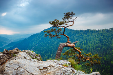 Sokolica peak in Pieniny Mountains with a famous pine at the top, Poland