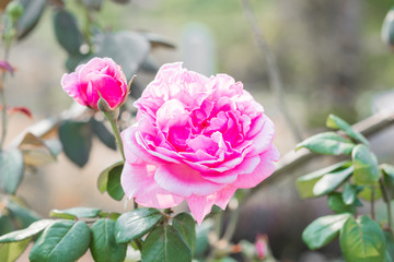 pink rose flower in the garden