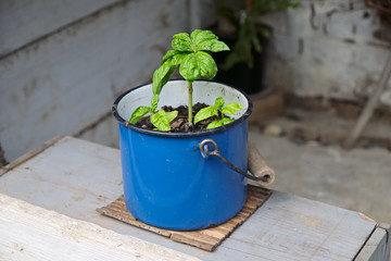 basil plant growing in blue vintage metallic pot, close up - rural kitchen