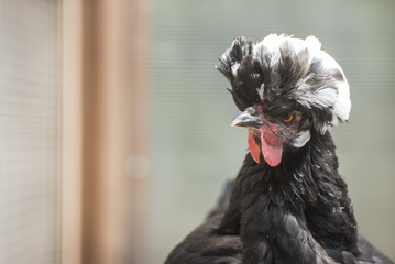 Hen of Dutch breed crested, close-up