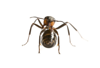 Red wood ant (Formica rufa) close up - macro photography