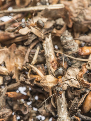 Red wood ant (Formica rufa) close up - macro photography