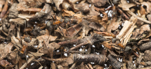 Red wood ant (Formica rufa) close up - macro photography