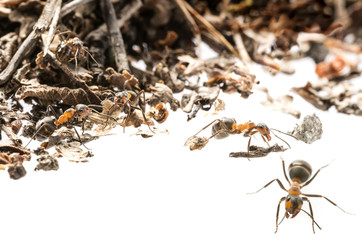 Red wood ant (Formica rufa) close up - macro photography