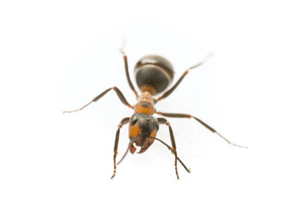 Red wood ant (Formica rufa) close up - macro photography