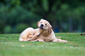 Cute Golden Retriever puppy