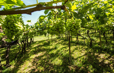 Weinanbau in Südtirol