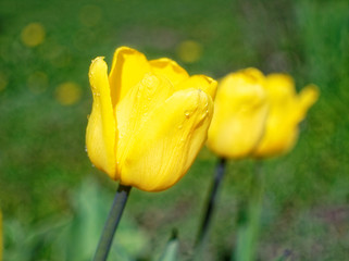 yellow Tulip in the spring at the dacha