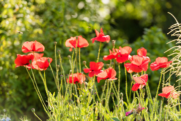 Red poppies. With selective focus.