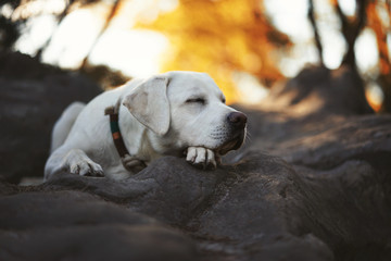 junger schöner labrador retriever hund welpe beim wandern im wald während einer sonnigen pause am schlafen
