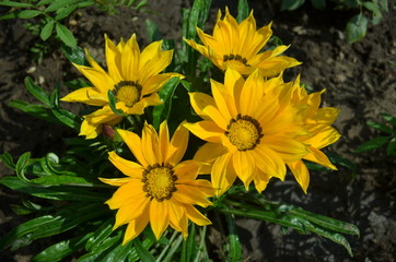 Obraz premium Gazania