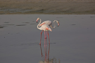 Obraz premium Flamingos at Ras Al Khor Wildlife Sanctuary
