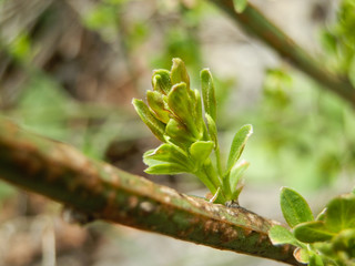 Young spring stem raising from tree plant