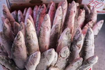 Frozen fish in fish market Yakutsk. Siberia. Russia