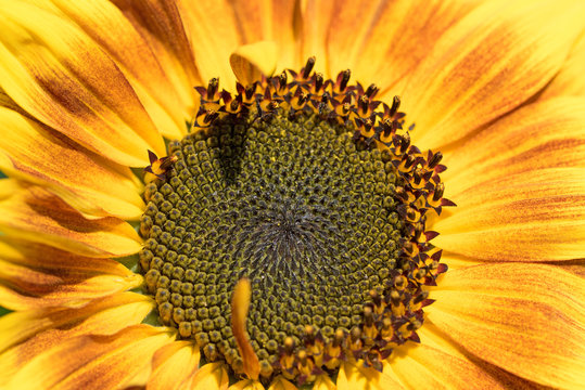 Sonnenblume, Helianthus annuus, Sunflower