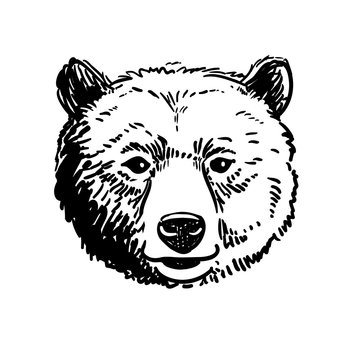 Vector pen and ink hand drawn illustration of a bear head portrait facing forward. Retro vintage style sketch nature wildlife design element .