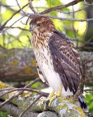 Young hawk perched on a branch