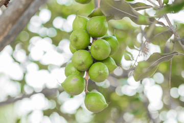 Group of macadamia nuts hanging on its tree with blur background