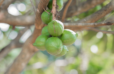 Group of macadamia nuts hanging on its tree with blur background