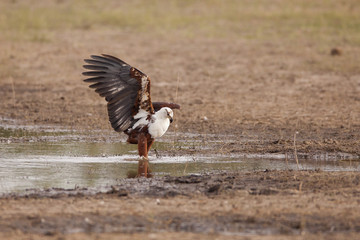 African fish eagle hunting fish in a pool