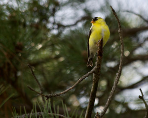 American Goldfinch perched on a branch