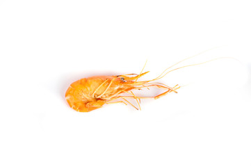 One grilled shrimp on white background