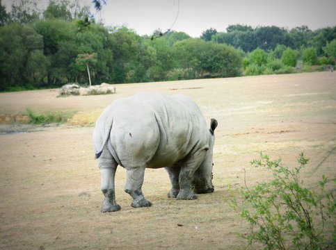 rhinocéros blanc,broutant de l'herbe dans un parc
