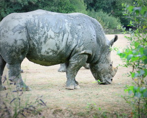 Obraz premium thinocéros blanc,broutant de l'herbe dans un parc