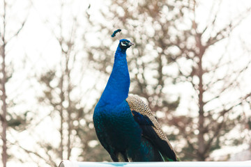 Fototapeta premium Peacock at Nami island in South Korea.