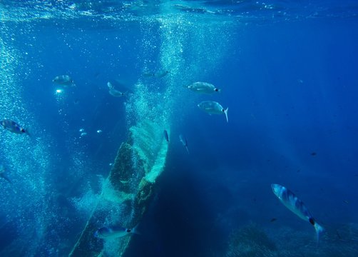 Fishes near Pomonte wreck on Elba island