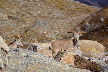 Two himalayan blue sheeps on the way to Kangchenjunga base camp, Nepal