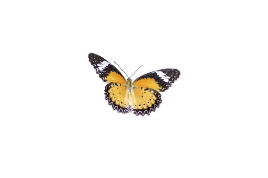 Leopard Lacewing Butterfly isolated on white background