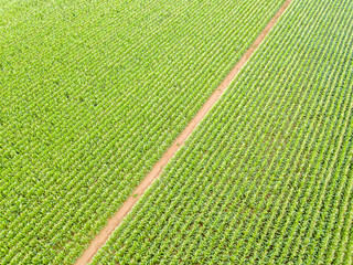 Aerial view of corn field culture