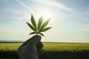 Cannabis leaf against the sky. hand holding a marijuana leaf on a background of blue sky