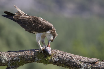 osprey