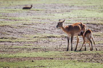 Antilope cobe lechwe et son petit