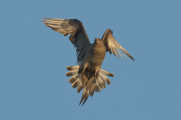 Arctic Skua in flight.