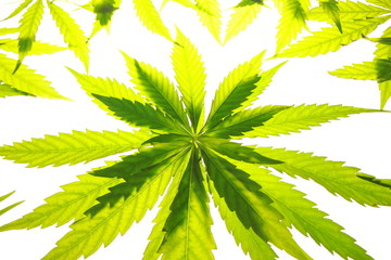 Cannabis leaf green leaves marijuana