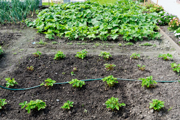 Schrebergarten / Schrebergarten mit Erdbeerpflanzen und Kartoffelpflanzen