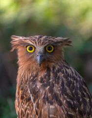 Head shot of Buffy fish owl, Malay fish owl
