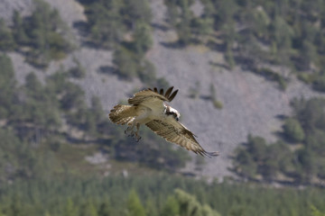osprey